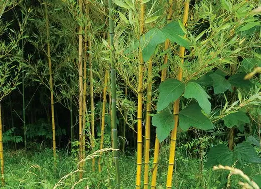 River Cane -The American Bamboo, Tn Nursery