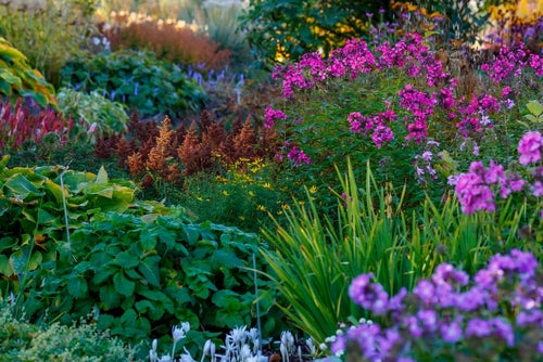 How to Create a Wild Type Garden Using Native Plants