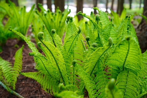 Bare root ferns