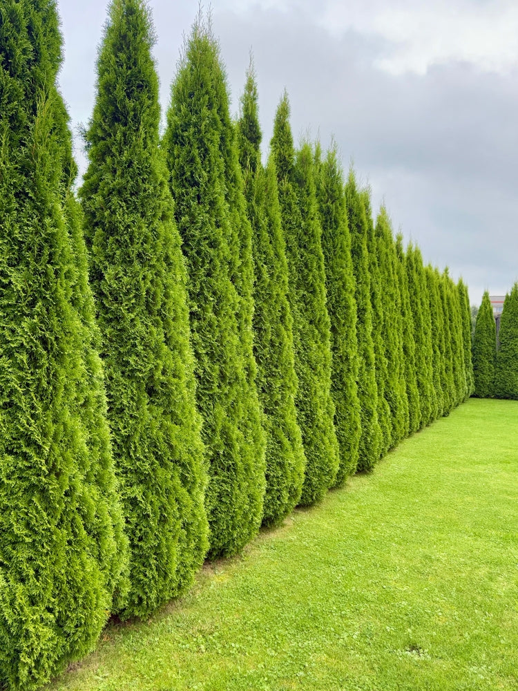 Evergreen Privacy Trees - TN Nursery