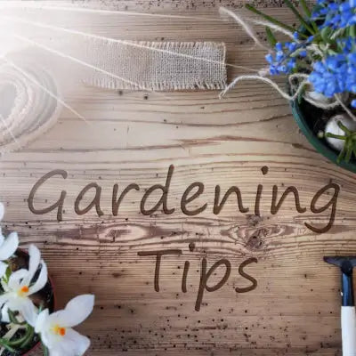 Successful Gardening Tips - TN Nursery