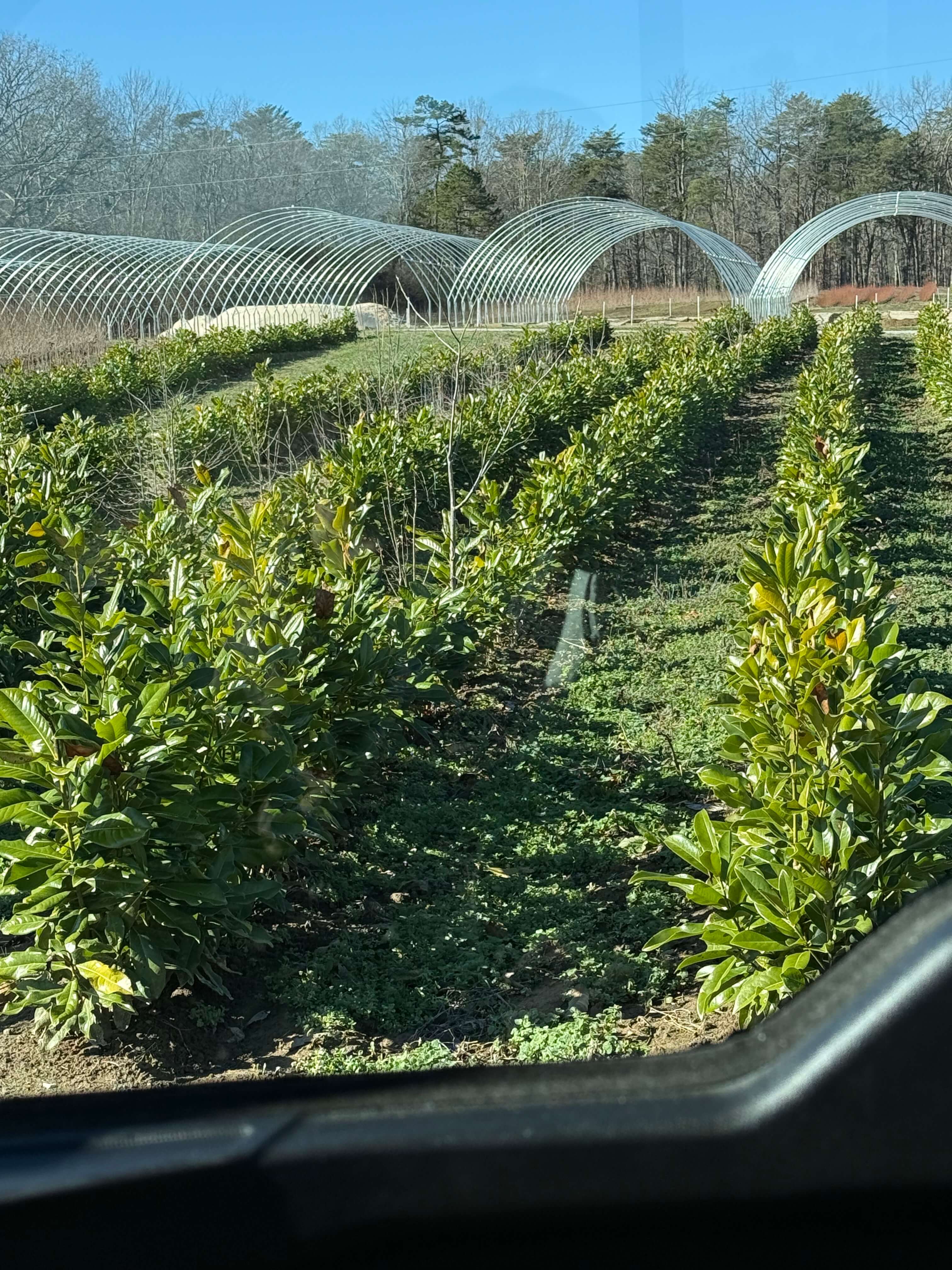 Lush green plants in neat rows from TN Nursery under blue sky