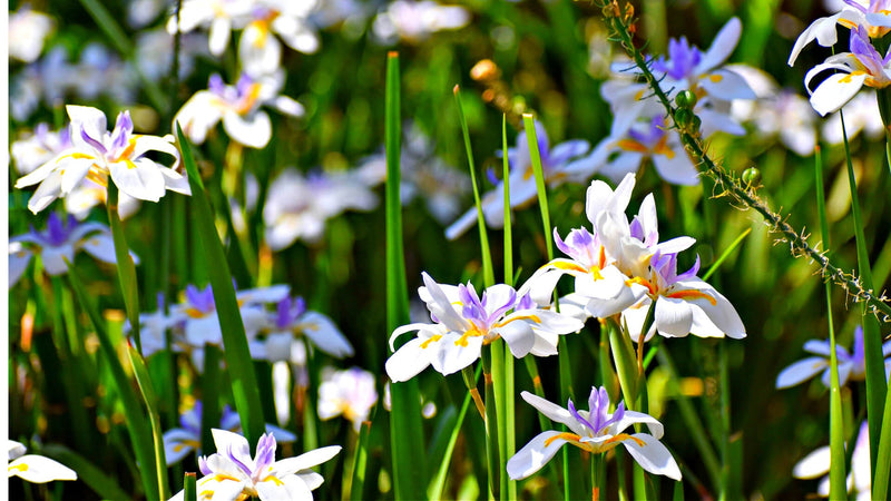 The Allure of Wild Irises: Nature's Living Art - TN Nursery