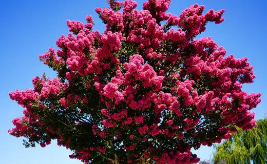 The Art of Crepe Myrtle Pruning Styles - TN Nursery