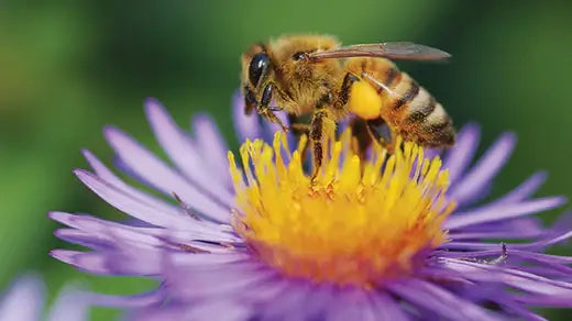 The Importance of Pollinator Plants - TN Nursery