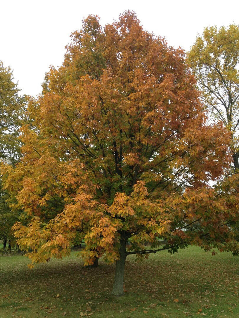 The Mighty Chestnut Oak Tree - TN Nursery