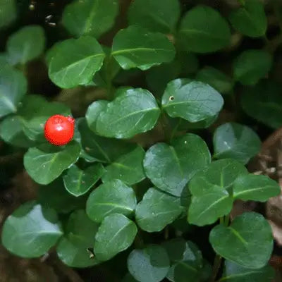 The Partridgeberry Plants Aesthetic Benefits - TN Nursery