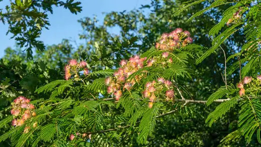 The Resilient Beauty of Mimosa Trees - TN Nursery