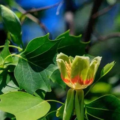 The Tulip Poplar Tree - TN Nursery