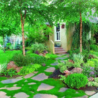 The Ultimate Guide to Growing Moss in Shade gardens - TN Nursery