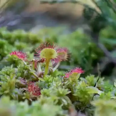 The Vital Role of Wetland Plants in Ecosystem Health - TN Nursery