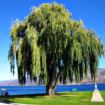 The Weeping Willow Trees and Why Are They So Popular - TN Nursery