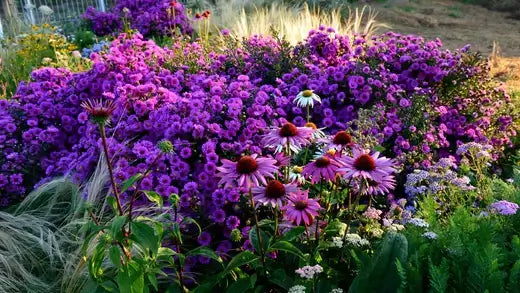Top Perennial Seeds to Plant in Fall - TN Nursery
