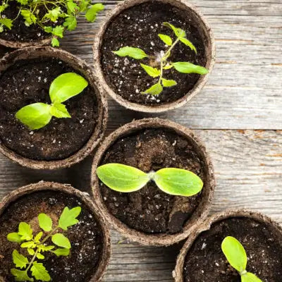 Transplanting Plants | Facts and Information - TN Nursery