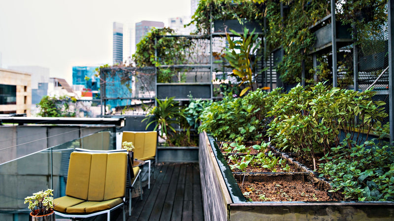 Urban Gardening: Cultivating Green Spaces in the Concrete Jungle - TN Nursery