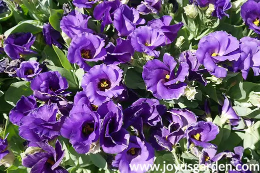 What Are Perennials And How Do They Differ From Annuals - TN Nursery