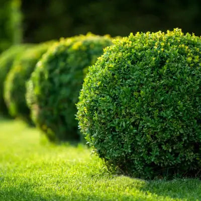 What are the Fastest Growing Shrubs? - TN Nursery