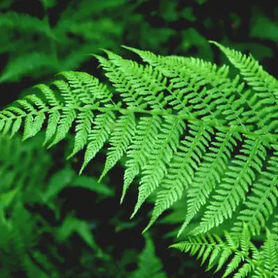 What Ferns are For Sunny Areas? - TN Nursery