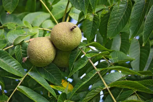 What is a Black Walnut Tree and Why Should You Plant One? - TN Nursery