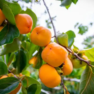 What Is a Persimmon Tree? - TN Nursery