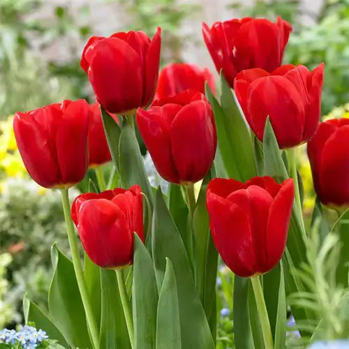 What Is a Red Tulip (Seadov)? - TN Nursery