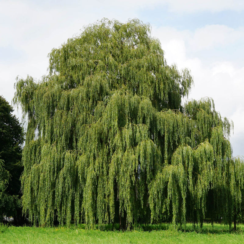 Where Do Willow Trees Grow? - TN Nursery