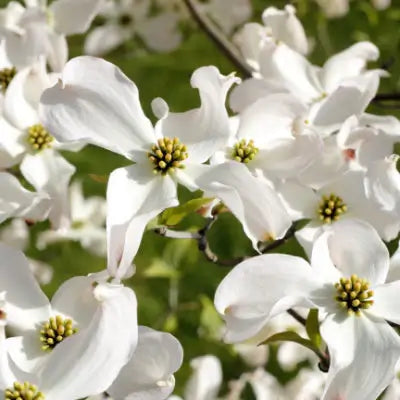 White Dogwood - An Easy Guide to Growing & Caring - TN Nursery
