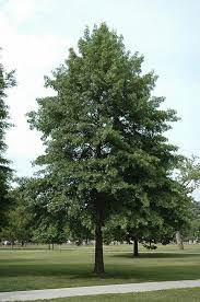 Why Do People Like Oak Trees? - TN Nursery