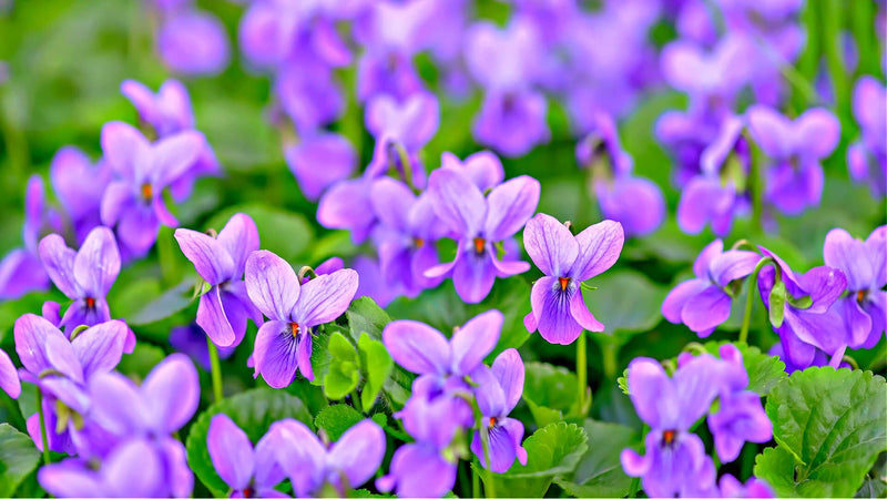 Wild Violets: Nature's Delicate Treasures - TN Nursery