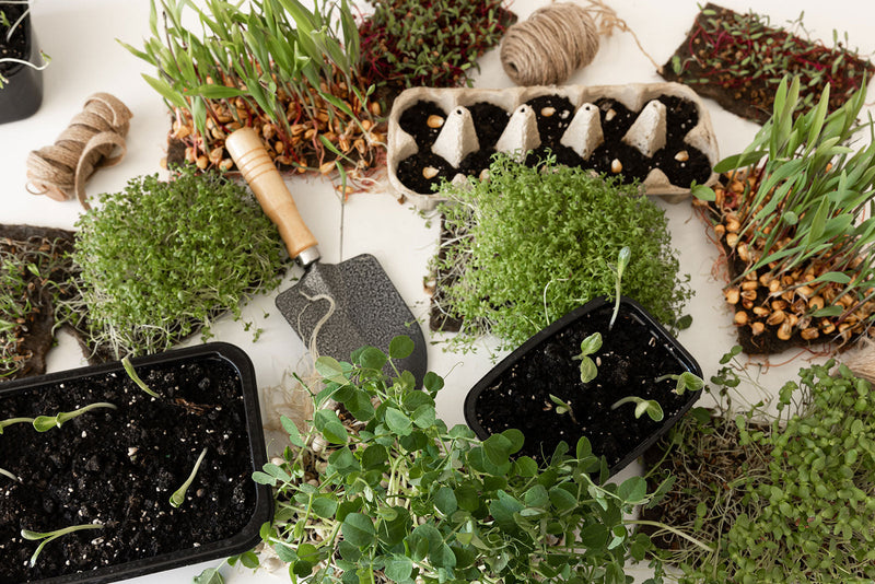 Your Guide to Planting Terrarium Kits: Easy Indoor Gardens - TN Nursery