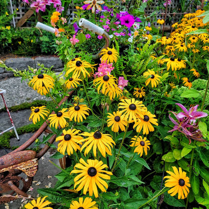 Perennials - TN Nursery