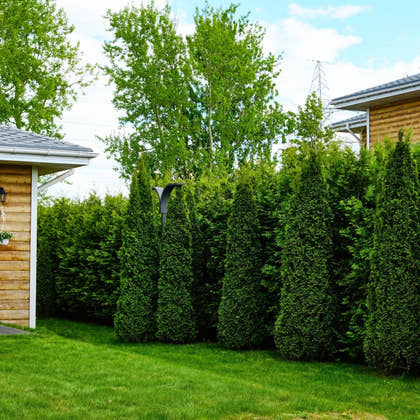 Privacy Plants