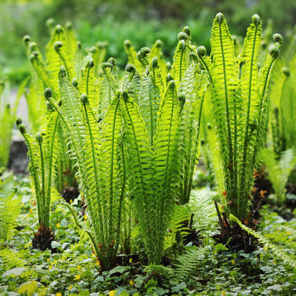 Ferns - TN Nursery