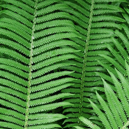 Ferns - TN Nursery