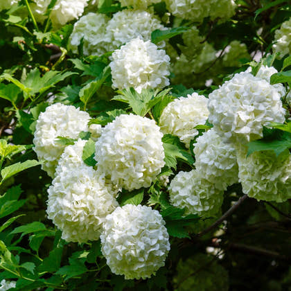 Shrubs - TN Nursery