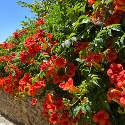 Vines For Sale | TN Nursery