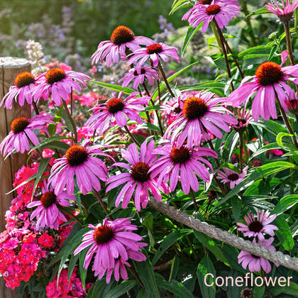 Fall Blooming Plants - TN Nursery
