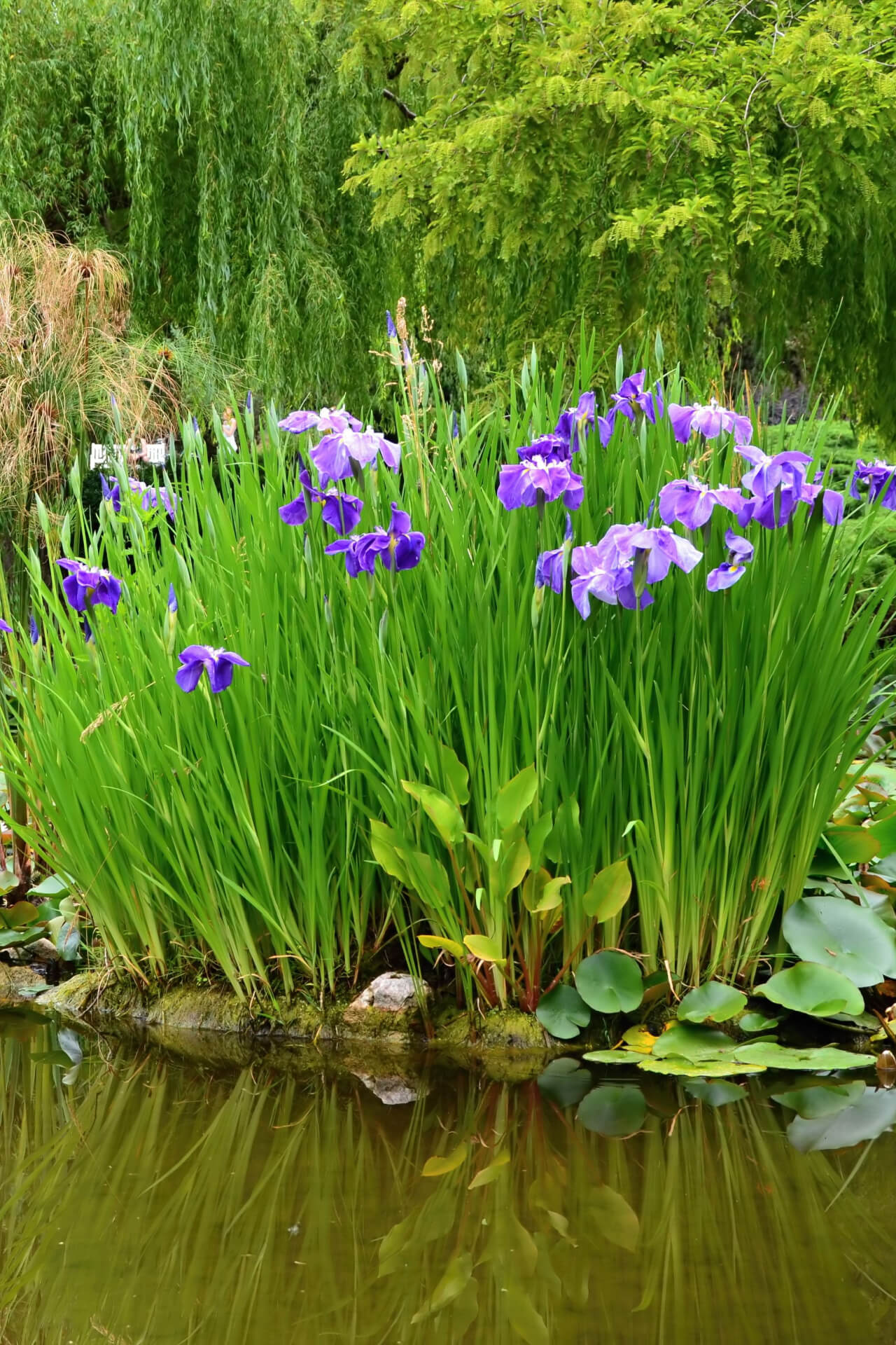Water Garden Plants in full bloom
