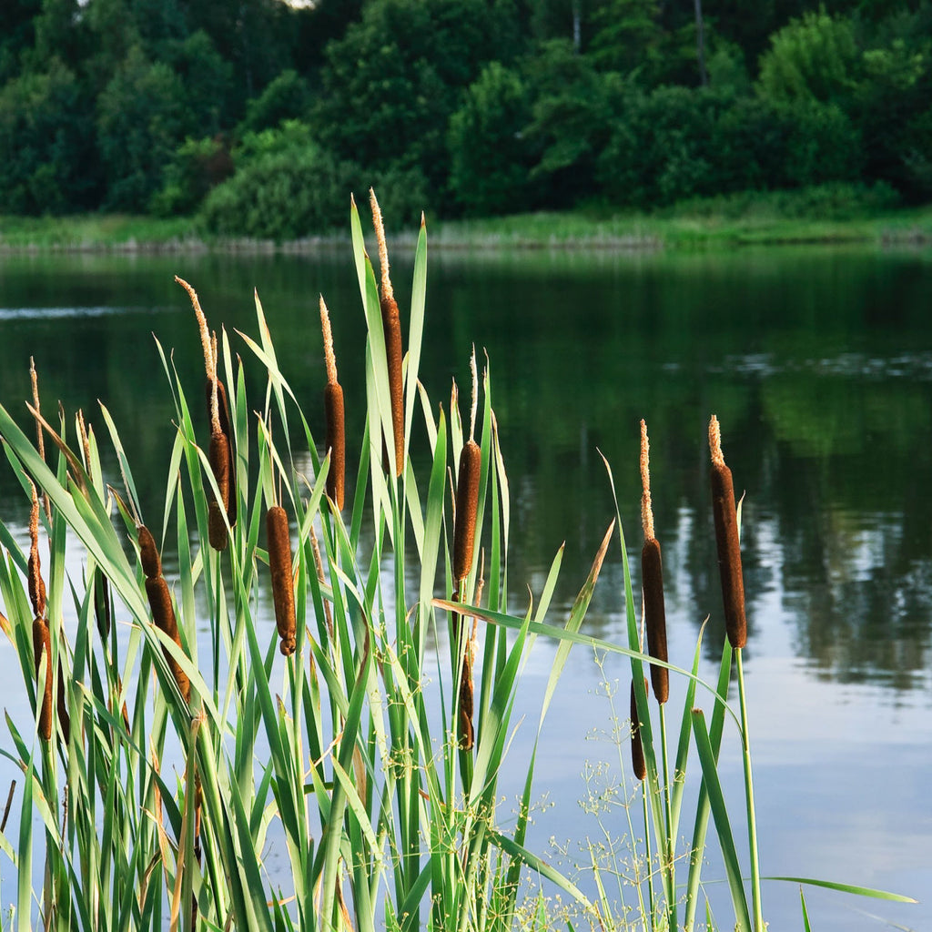A photo showing a mix of aquatic plants, including tall green grass-like plants and brown cylindrical plants, growing in a body of water with trees in the background.