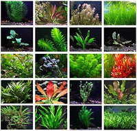 Aquatic Plants all colors