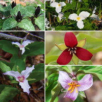 Colorful Trillium all in full bloom