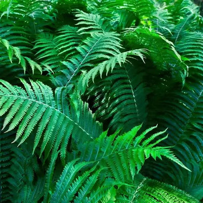 Ferns with stunning green foliage