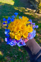 bluebells and daffodils