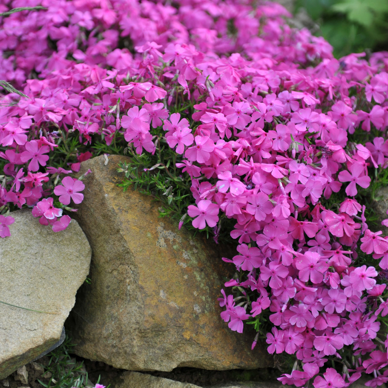 A vibrant patch of pink phlox ground cover plants growing alongside a rock in a garden.