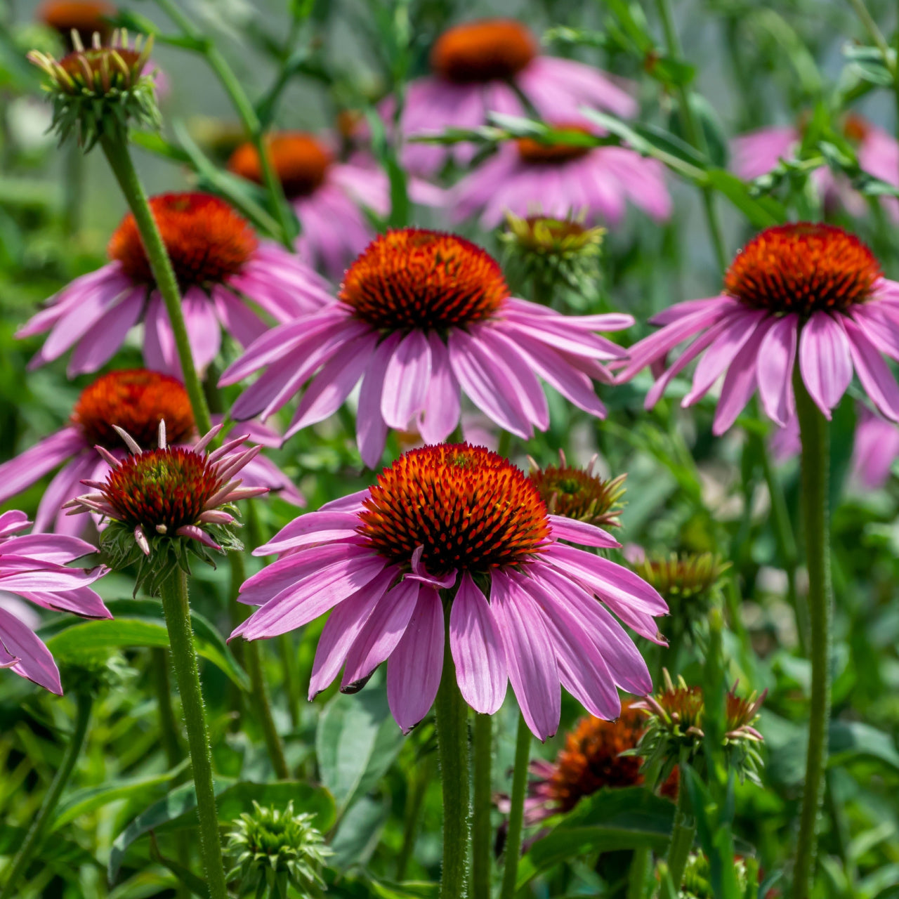 Shop 15 Long Blooming Perennials online at TN Nursery