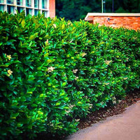 A hedge of Wax Leaf Privet shrubs with glossy green leaves, fragrant white flowers, and blackberries, growing in front of a building.