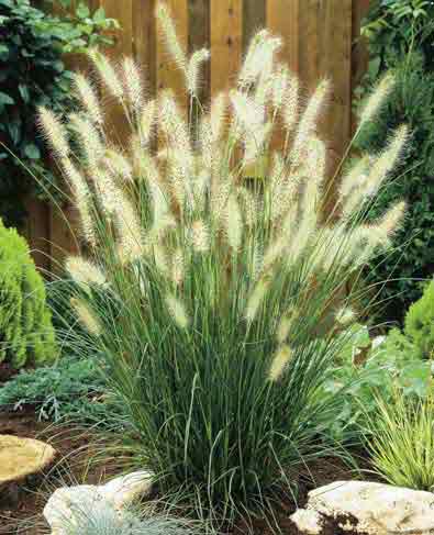 6 Pack -Dwarf Fountain Grass 'Hameln Plugs - TN Nursery