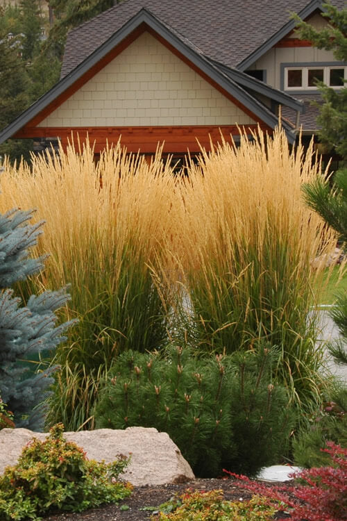 6 Pack - Chinese Silver Grass