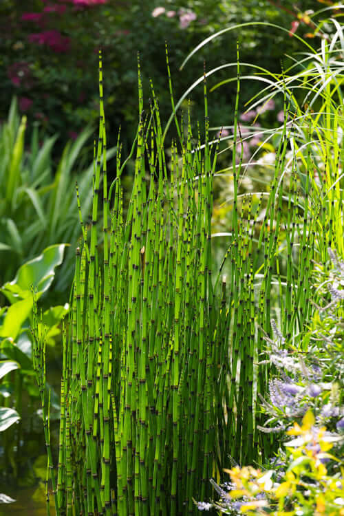 6 Pack -Horsetail Plant