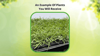 How Your Grass Will Arrive